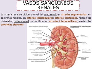 VASOS SANGUINEOS 
RENALES 
La arteria renal se divide: a nivel del seno renal, en arterias segmentarias; en 
columnas renales, en arterias interlobulares; arterias arciformes, rodean las 
pirámides; corteza renal, se ramifican en arterias interlobulillares, emiten las 
arteriolas aferentes. 
 