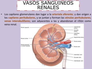 VASOS SANGUINEOS 
RENALES 
• Los capilares glomerulares dan lugar a la arteriola eferente; y dan origen a 
los capilares peritubulares, y se juntan y forman las vénulas peritubulares; 
venas interobulillares; son adyacentes a las y abandonan el riñón como 
vena renal. 
 