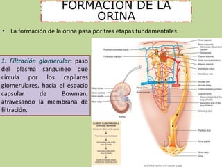FORMACION DE LA 
ORINA 
• La formación de la orina pasa por tres etapas fundamentales: 
1. Filtración glomerular: paso 
del plasma sanguíneo que 
circula por los capilares 
glomerulares, hacia el espacio 
capsular de Bowman, 
atravesando la membrana de 
filtración. 
 