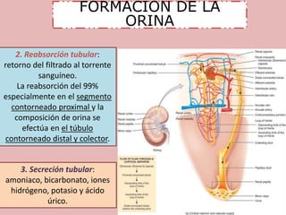 FORMACION DE LA 
ORINA 
2. Reabsorción tubular: 
retorno del filtrado al torrente 
sanguíneo. 
La reabsorción del 99% 
especialmente en el segmento 
contorneado proximal y la 
composición de orina se 
efectúa en el túbulo 
contorneado distal y colector. 
3. Secreción tubular: 
amoniaco, bicarbonato, iones 
hidrógeno, potasio y ácido 
úrico. 
 
