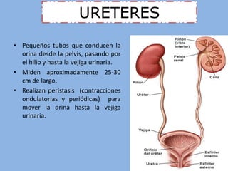 URETERES 
• Pequeños tubos que conducen la 
orina desde la pelvis, pasando por 
el hilio y hasta la vejiga urinaria. 
• Miden aproximadamente 25-30 
cm de largo. 
• Realizan perístasis (contracciones 
ondulatorias y periódicas) para 
mover la orina hasta la vejiga 
urinaria. 
 