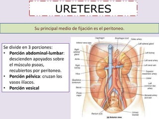 URETERES 
Su principal medio de fijación es el peritoneo. 
Se divide en 3 porciones: 
• Porción abdominal-lumbar: 
descienden apoyados sobre 
el músculo psoas, 
recubiertos por peritoneo. 
• Porción pélvica: cruzan los 
vasos ilíacos. 
• Porción vesical 
 