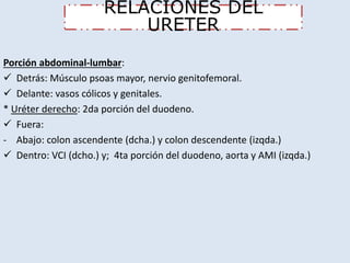 RELACIONES DEL 
URETER 
Porción abdominal-lumbar: 
 Detrás: Músculo psoas mayor, nervio genitofemoral. 
 Delante: vasos cólicos y genitales. 
* Uréter derecho: 2da porción del duodeno. 
 Fuera: 
- Abajo: colon ascendente (dcha.) y colon descendente (izqda.) 
 Dentro: VCI (dcho.) y; 4ta porción del duodeno, aorta y AMI (izqda.) 
 