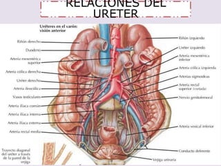 RELACIONES DEL 
URETER 
 
