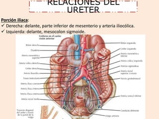 RELACIONES DEL 
URETER 
Porción iliaca: 
 Derecha: delante, parte inferior de mesenterio y arteria iliocólica. 
 Izquierda: delante, mesocolon sigmoide. 
 