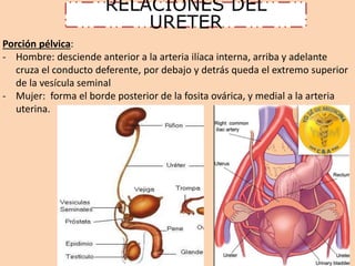 Porción pélvica: 
- Hombre: desciende anterior a la arteria ilíaca interna, arriba y adelante 
cruza el conducto deferente, por debajo y detrás queda el extremo superior 
de la vesícula seminal 
- Mujer: forma el borde posterior de la fosita ovárica, y medial a la arteria 
uterina. 
RELACIONES DEL 
URETER 
 