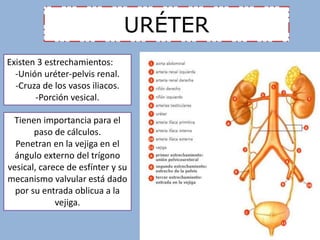 URÉTER 
Existen 3 estrechamientos: 
-Unión uréter-pelvis renal. 
-Cruza de los vasos iliacos. 
-Porción vesical. 
Tienen importancia para el 
paso de cálculos. 
Penetran en la vejiga en el 
ángulo externo del trígono 
vesical, carece de esfínter y su 
mecanismo valvular está dado 
por su entrada oblicua a la 
vejiga. 
 