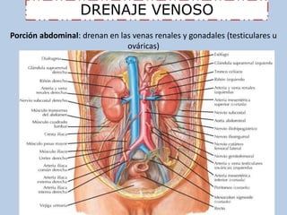 DRENAJE VENOSO 
Porción abdominal: drenan en las venas renales y gonadales (testiculares u 
ováricas) 
 