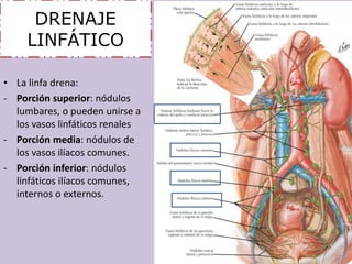 DRENAJE 
LINFÁTICO 
• La linfa drena: 
- Porción superior: nódulos 
lumbares, o pueden unirse a 
los vasos linfáticos renales 
- Porción media: nódulos de 
los vasos ilíacos comunes. 
- Porción inferior: nódulos 
linfáticos ilíacos comunes, 
internos o externos. 
 