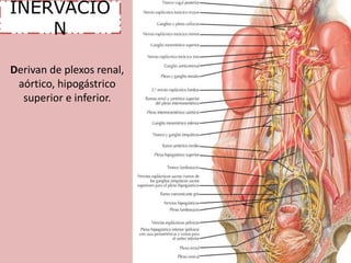 INERVACIÓ 
N 
Derivan de plexos renal, 
aórtico, hipogástrico 
superior e inferior. 
 