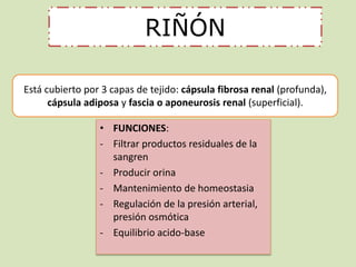 RIÑÓN 
Está cubierto por 3 capas de tejido: cápsula fibrosa renal (profunda), 
cápsula adiposa y fascia o aponeurosis renal (superficial). 
• FUNCIONES: 
- Filtrar productos residuales de la 
sangren 
- Producir orina 
- Mantenimiento de homeostasia 
- Regulación de la presión arterial, 
presión osmótica 
- Equilibrio acido-base 
 