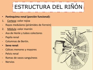 ESTRUCTURA DEL RIÑÓN 
• Parénquima renal (porción funcional): 
1. Corteza: color rojiza 
- Rayos medulares (pirámides de Ferrein) 
2. Médula: color marrón 
- Asa de Henle y tubos colectores 
- Papila renal 
- Columnas de Bertin. 
• Seno renal: 
- Cálices menores y mayores 
- Pelvis renal 
- Ramas de vasos sanguíneos 
- Nervios 
 