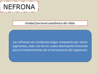 NEFRONA 
Unidad funcional anatómica del riñón. 
Las nefronas son conductos largos compuesto por varios 
segmentos, cada uno de los cuales desempeña funciones 
para el mantenimiento de la homeostasia del organismo. 
 