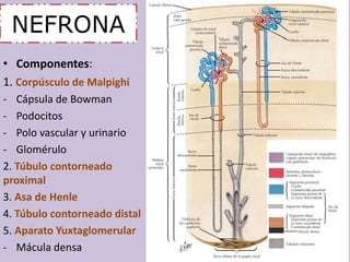 NEFRONA 
• Componentes: 
1. Corpúsculo de Malpighi 
- Cápsula de Bowman 
- Podocitos 
- Polo vascular y urinario 
- Glomérulo 
2. Túbulo contorneado 
proximal 
3. Asa de Henle 
4. Túbulo contorneado distal 
5. Aparato Yuxtaglomerular 
- Mácula densa 
 