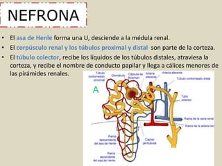 NEFRONA 
• El asa de Henle forma una U, desciende a la médula renal. 
• El corpúsculo renal y los túbulos proximal y distal son parte de la corteza. 
• El túbulo colector, recibe los líquidos de los túbulos distales, atraviesa la 
corteza, y recibe el nombre de conducto papilar y llega a cálices menores de 
las pirámides renales. 
 