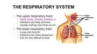 THE RESPIRATORY SYSTEM
▸ The upper respiratory tract:
▹ Nasal cavity, sinuses, pharynx, and larynx
▹ Infections are fairly common.
▹ Usually nothing more than an irritation
▸ The lower respiratory tract:
▹ Lungs and bronchi
▹ Infections are more dangerous.
▹ Can be very difficult to treat
 