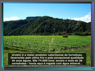 Urubici é o maior produtor catarinense de hortaliças, favorecida pelo clima frio e pela excepcional qualidade de suas águas. São 74.000 tons. anuais e mais de 30 variedades - horta aqui é regada com água mineral … 
