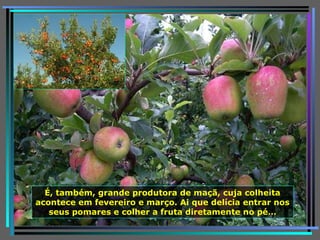 É, também, grande produtora de maçã, cuja colheita acontece em fevereiro e março. Ai que delícia entrar nos seus pomares e colher a fruta diretamente no pé… 
