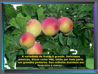 A variedade de frutas é grande. Deliciosas ameixas, doces como mel, estão por toda parte em grandes pomares. Sua colheita acontece em fevereiro e março… 