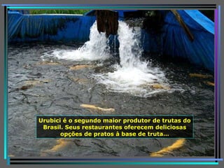 Urubici é o segundo maior produtor de trutas do Brasil. Seus restaurantes oferecem deliciosas opções de pratos à base de truta… 