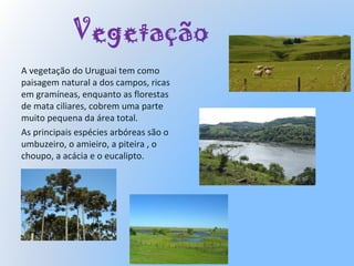 Vegetação
A vegetação do Uruguai tem como
paisagem natural a dos campos, ricas
em gramíneas, enquanto as florestas
de mata ciliares, cobrem uma parte
muito pequena da área total.
As principais espécies arbóreas são o
umbuzeiro, o amieiro, a piteira , o
choupo, a acácia e o eucalipto.
 
