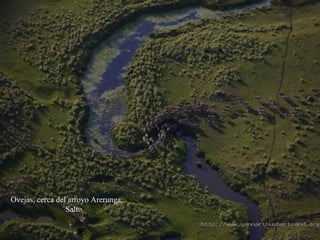 Ovejas, cerca del arroyo Arerunga,  Salto 