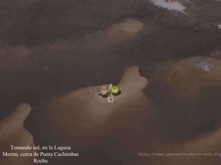 Tomando sol, en la Laguna Merim, cerca de Punta Cachimbas Rocha 