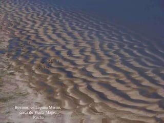 Bovinos, en Laguna Merim,  cerca de  Punta Magro, Rocha 