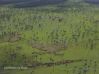 Los Palmares de Rocha 