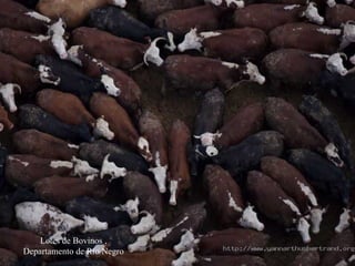 Lotes de Bovinos , Departamento de Río Negro 