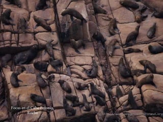 Focas en el Cabo Polonio, Rocha 