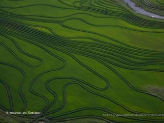Arroceras en Soriano 