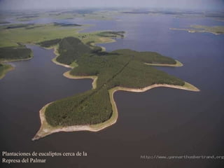 Plantaciones de eucaliptos cerca de la Represa del Palmar 