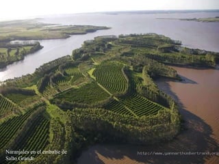 Naranjales en el embalse de Salto Grande 