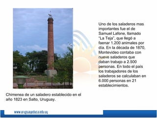 Uno de los saladeros mas
importantes fue el de
Samuel Lafone, llamado
“La Teja”, que llegó a
faenar 1.200 animales por
día. En la década de 1870,
Montevideo contaba con
nueve saladeros que
daban trabajo a 2.500
personas. En todo el país
los trabajadores de los
saladeros se calculaban en
6.000 personas en 21
establecimientos.
Chimenea de un saladero establecido en el
año 1823 en Salto, Uruguay.
 