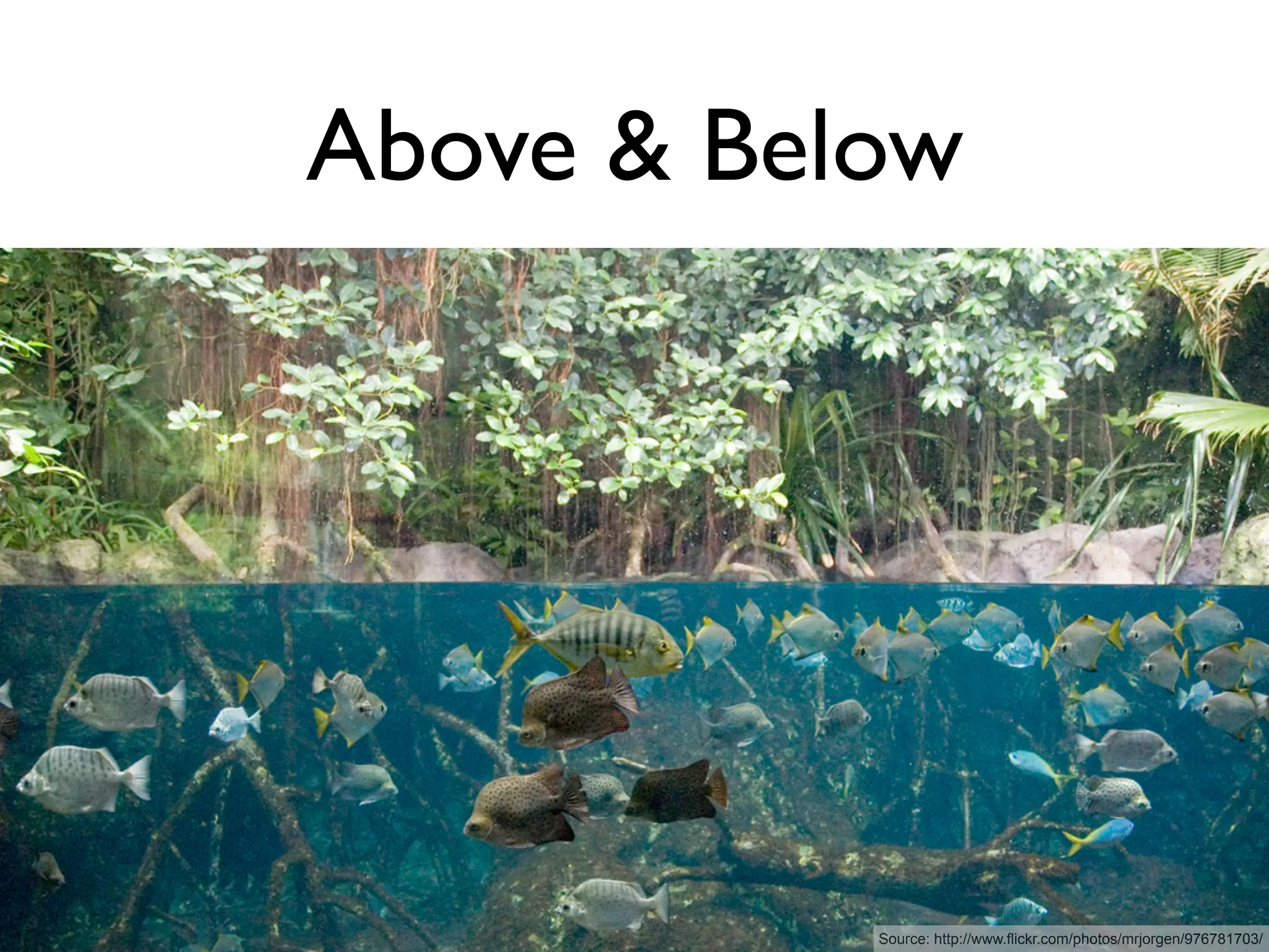 Above & Below




           Source: http://www.flickr.com/photos/mrjorgen/976781703/
 