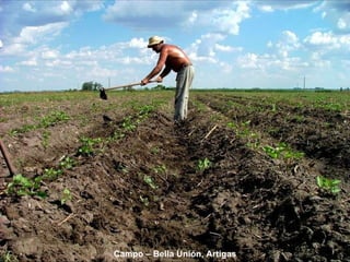 Campo – Bella Unión, Artigas 