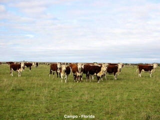 Campo - Florida 