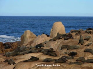 Cabo Polonio - Rocha 