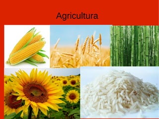Agricultura
 