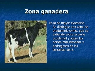 Zona ganadera   Es la de mayor extensión. Se distingue una zona de predominio ovino, que se extiende sobre la parte occidental y sobre las partes más elevadas y pedregosas de las serranías del E.  