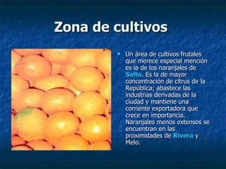 Zona de cultivos   Un área de cultivos frutales que merece especial mención es la de los naranjales de  Salto . Es la de mayor concentración de citrus de la República; abastece las industrias derivadas de la ciudad y mantiene una corriente exportadora que crece en importancia. Naranjales menos extensos se encuentran en las proximidades de  Rivera  y Melo.  