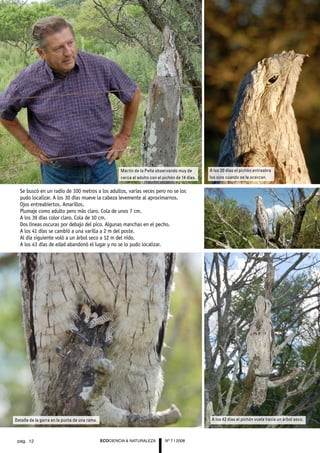Martín de la Peña observando muy de         A los 30 días el pichón entreabre
                                                       cerca al adulto con el pichón de 14 días.   los ojos cuando se le acercan.


  Se buscó en un radio de 100 metros a los adultos, varias veces pero no se los
  pudo localizar. A los 30 días mueve la cabeza levemente al aproximarnos.
  Ojos entreabiertos. Amarillos.
  Plumaje como adulto pero más claro. Cola de unos 7 cm.
  A los 39 días color claro. Cola de 10 cm.
  Dos líneas oscuras por debajo del pico. Algunas manchas en el pecho.
  A los 41 días se cambió a una varilla a 2 m del poste.
  Al día siguiente voló a un árbol seco a 12 m del nido.
  A los 43 días de edad abandonó el lugar y no se lo pudo localizar.




Detalle de la garra en la punta de una rama.                                                        A los 42 días el pichón vuela hacia un árbol seco.



 pag. 12                                       ECOCIENCIA & NATURALEZA         Nº 7 | 2008
 
