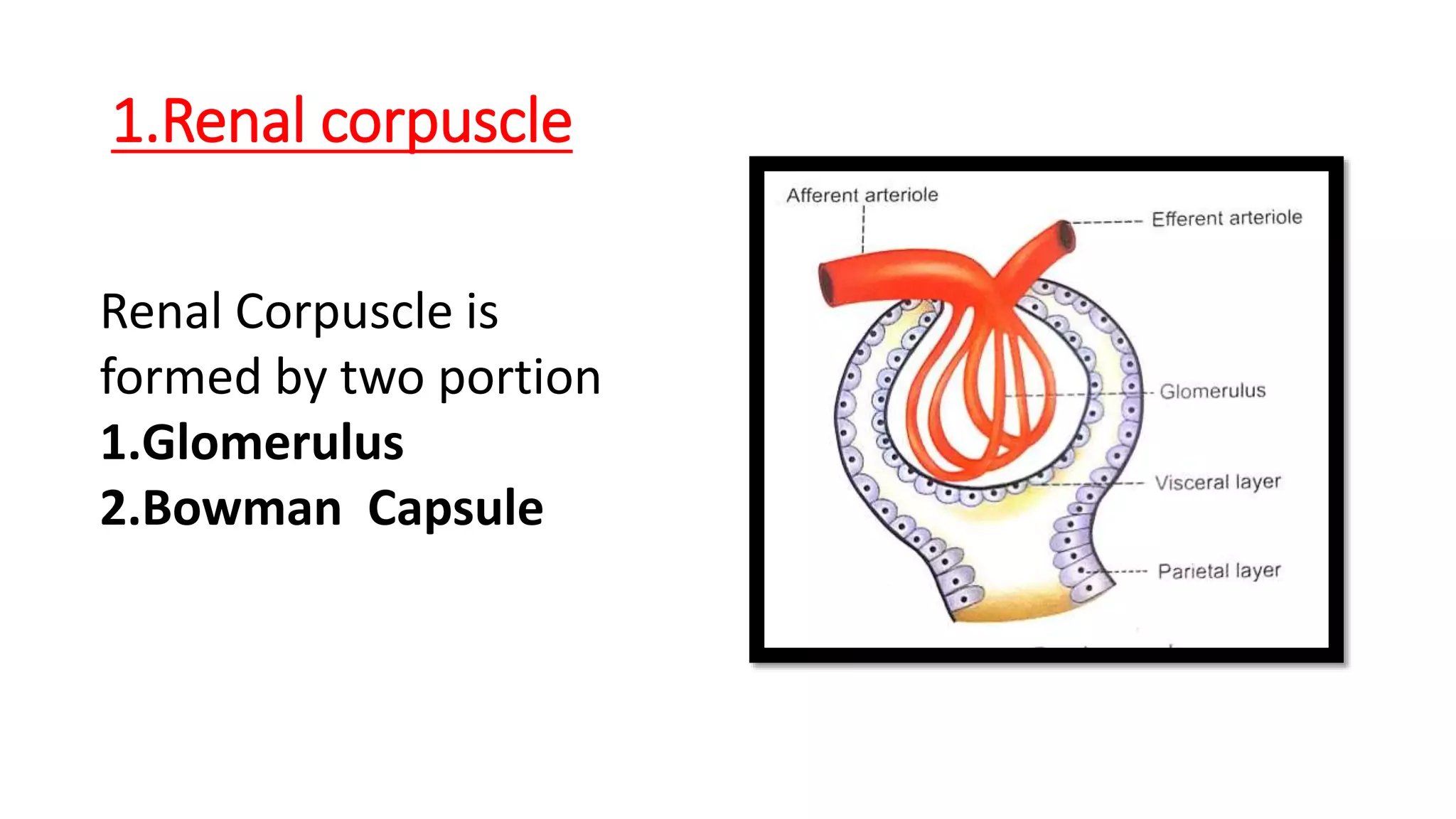 1.Renal corpuscle
Renal Corpuscle is
formed by two portion
1.Glomerulus
2.Bowman Capsule
 