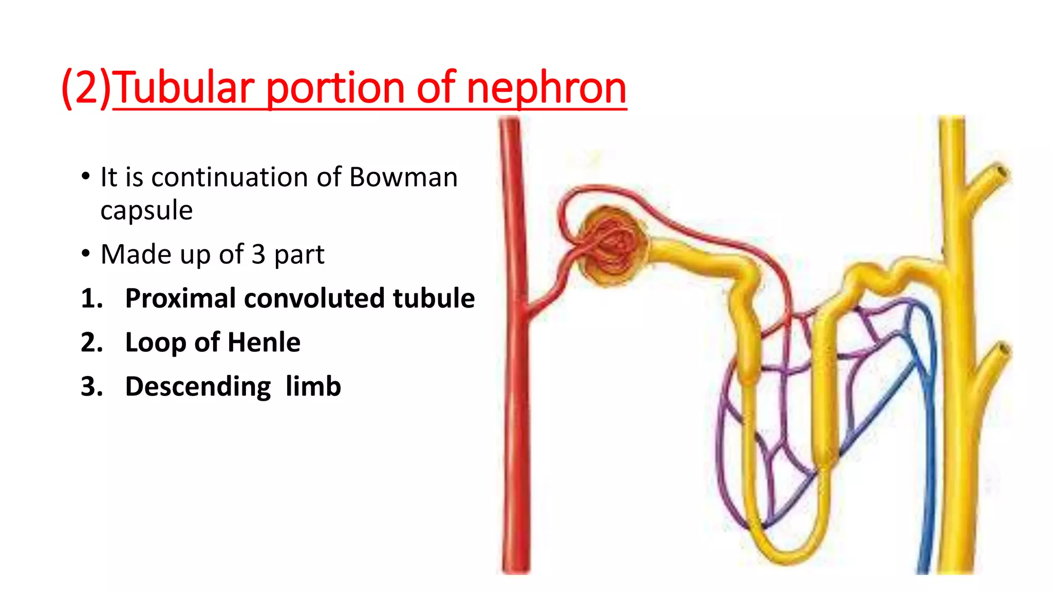 (2)Tubular portion of nephron
• It is continuation of Bowman
capsule
• Made up of 3 part
1. Proximal convoluted tubule
2. Loop of Henle
3. Descending limb
 