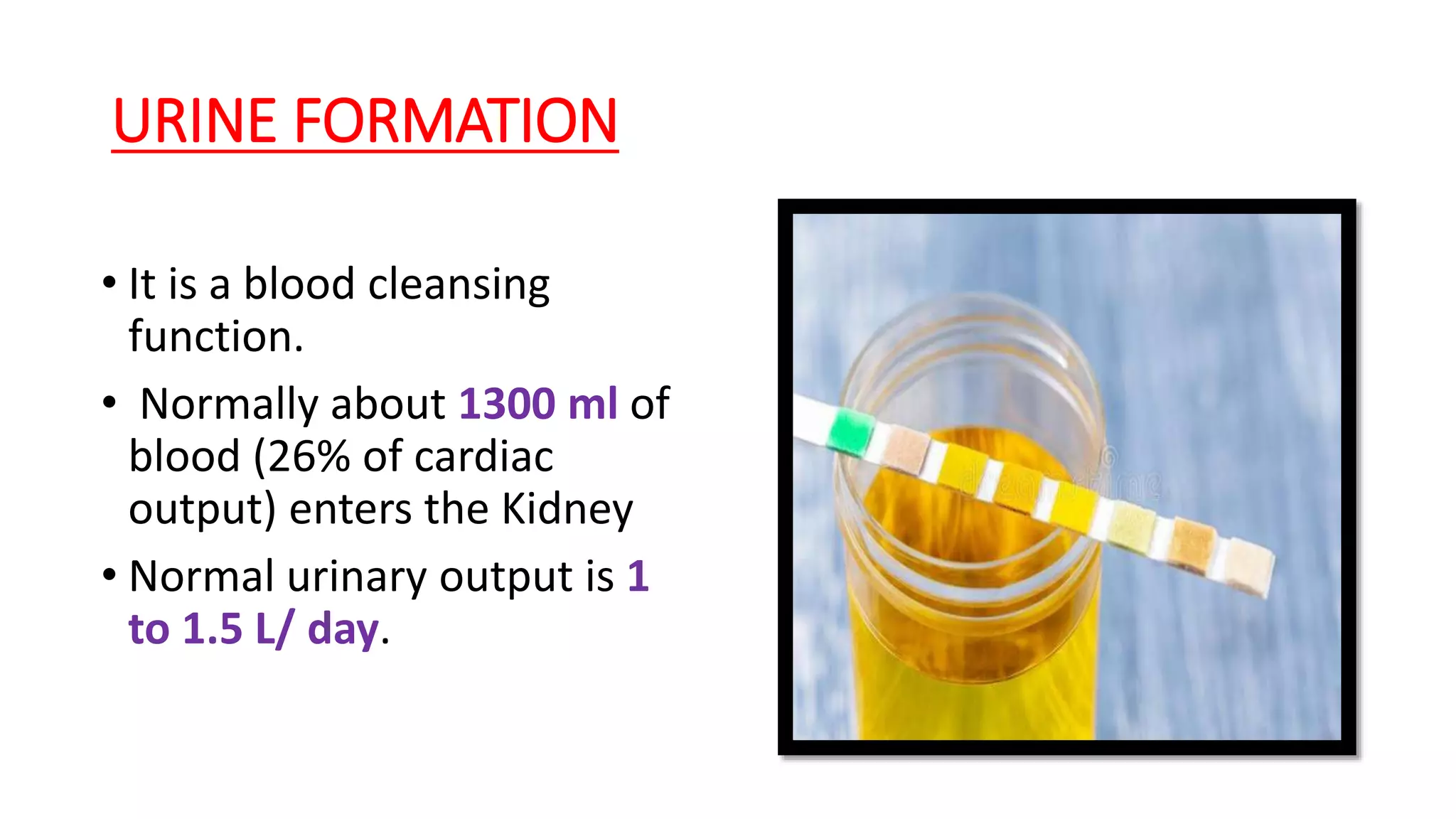 URINE FORMATION
• It is a blood cleansing
function.
• Normally about 1300 ml of
blood (26% of cardiac
output) enters the Kidney
• Normal urinary output is 1
to 1.5 L/ day.
 