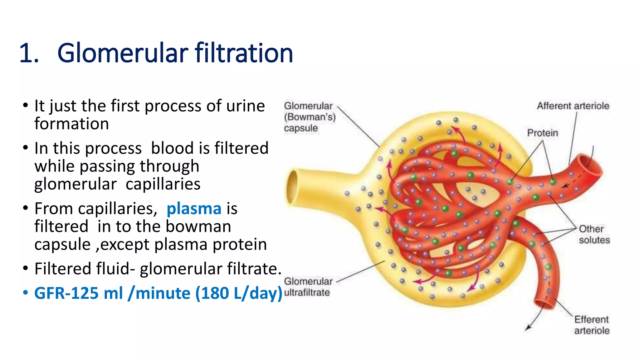 1. Glomerular filtration
• It just the first process of urine
formation
• In this process blood is filtered
while passing through
glomerular capillaries
• From capillaries, plasma is
filtered in to the bowman
capsule ,except plasma protein
• Filtered fluid- glomerular filtrate.
• GFR-125 ml /minute (180 L/day)
 