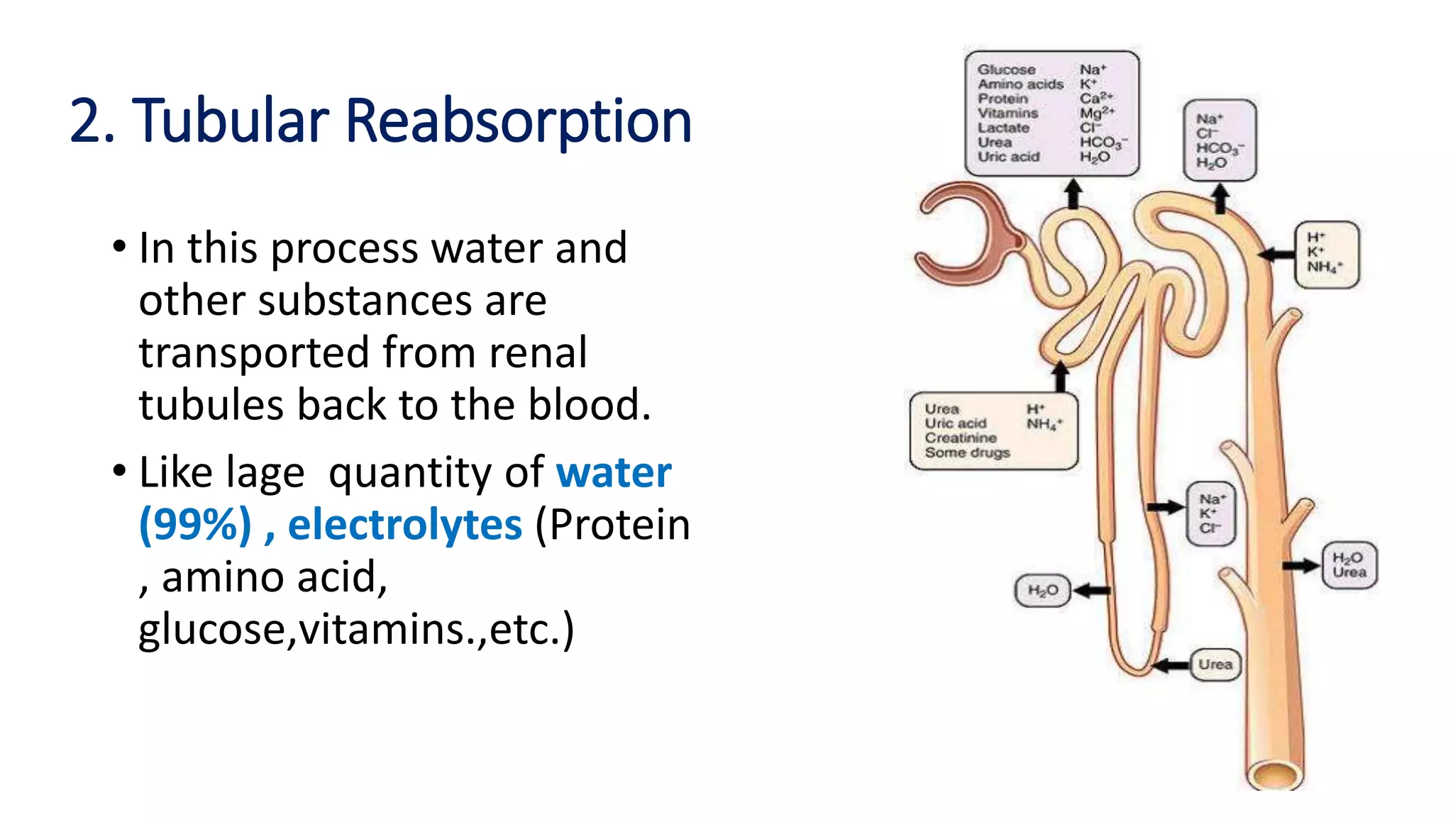 2. Tubular Reabsorption
• In this process water and
other substances are
transported from renal
tubules back to the blood.
• Like lage quantity of water
(99%) , electrolytes (Protein
, amino acid,
glucose,vitamins.,etc.)
 