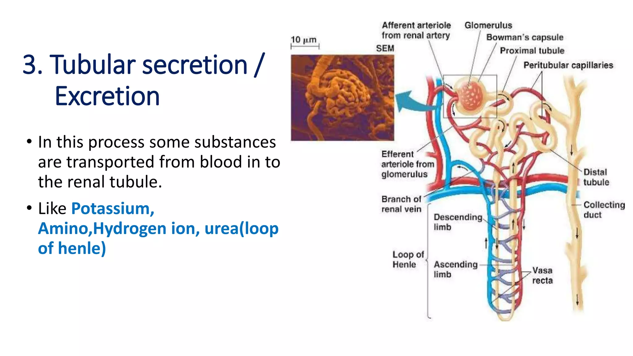 3. Tubular secretion /
Excretion
• In this process some substances
are transported from blood in to
the renal tubule.
• Like Potassium,
Amino,Hydrogen ion, urea(loop
of henle)
 