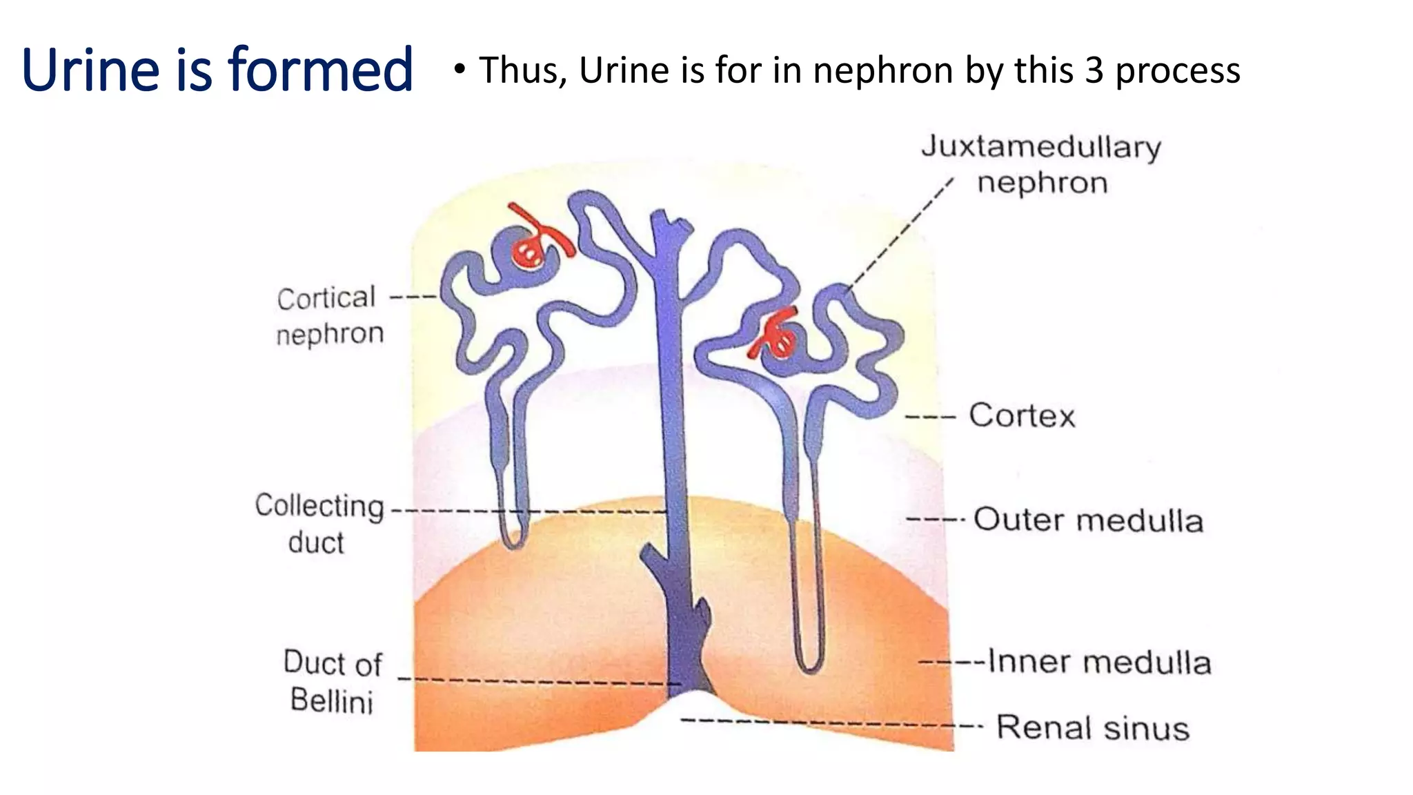 Urine is formed • Thus, Urine is for in nephron by this 3 process
 